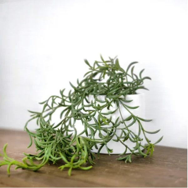 Othonna in Pot
