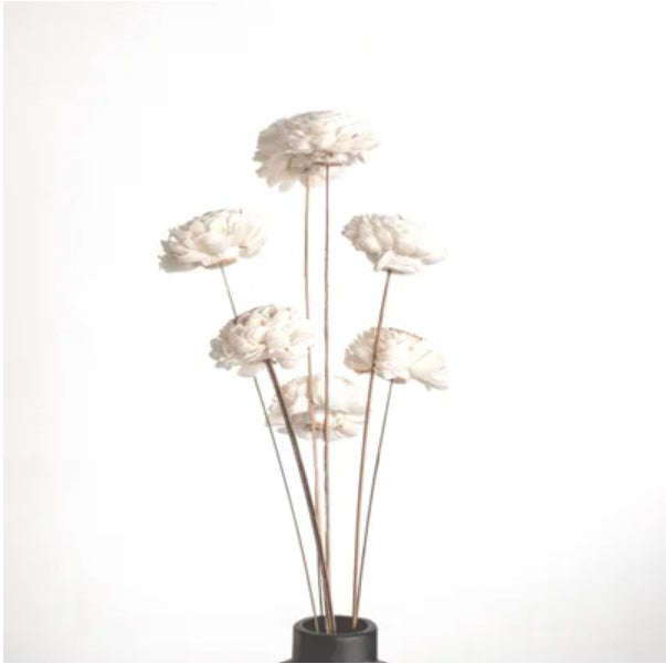 Dried White Dahlia Flower Bundle