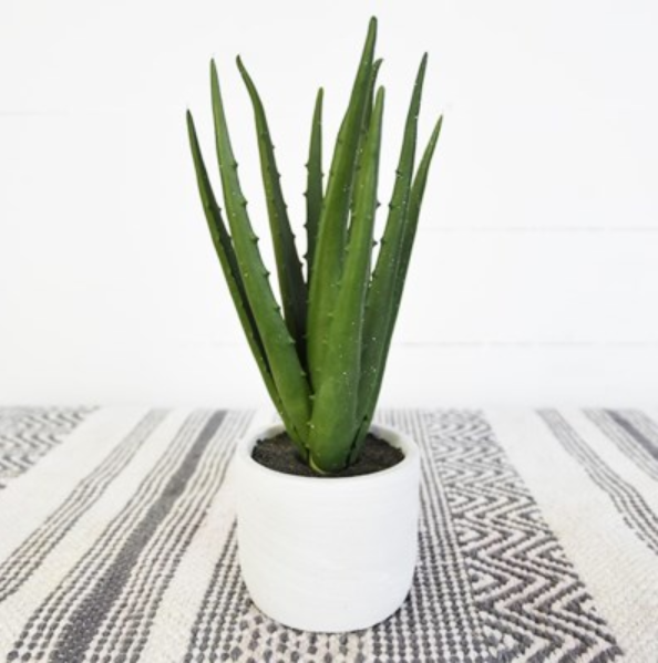 Aloe in White Pot