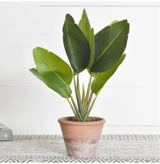 Potted Paradise Leaf Plant