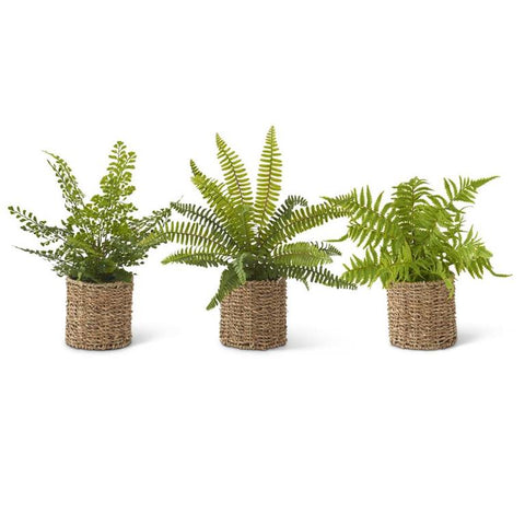 Fern in Woven Pot - 3 Styles