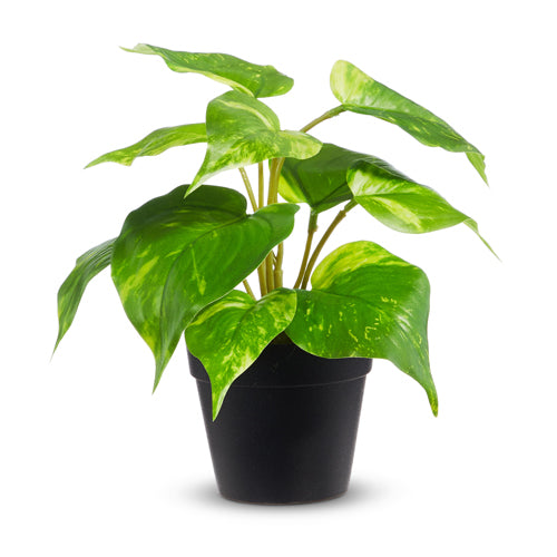 Potted Golden Pothos 8.5"