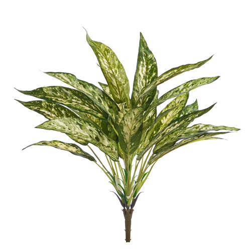 Silver Queen Bush