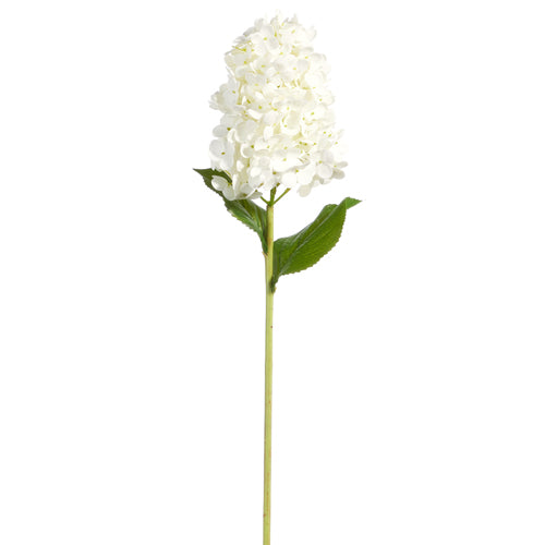 White Cone Hydrangea Stem