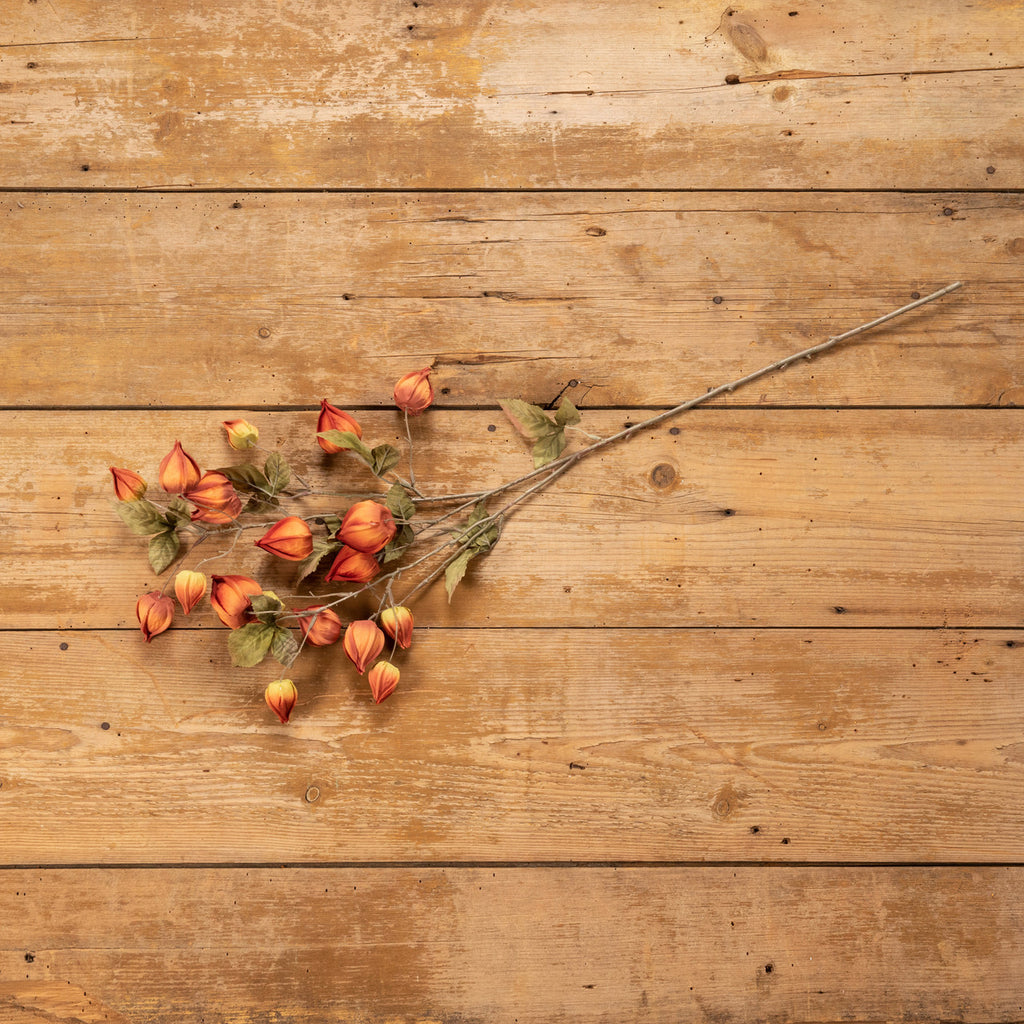 Chinese Lantern Spray- Orange