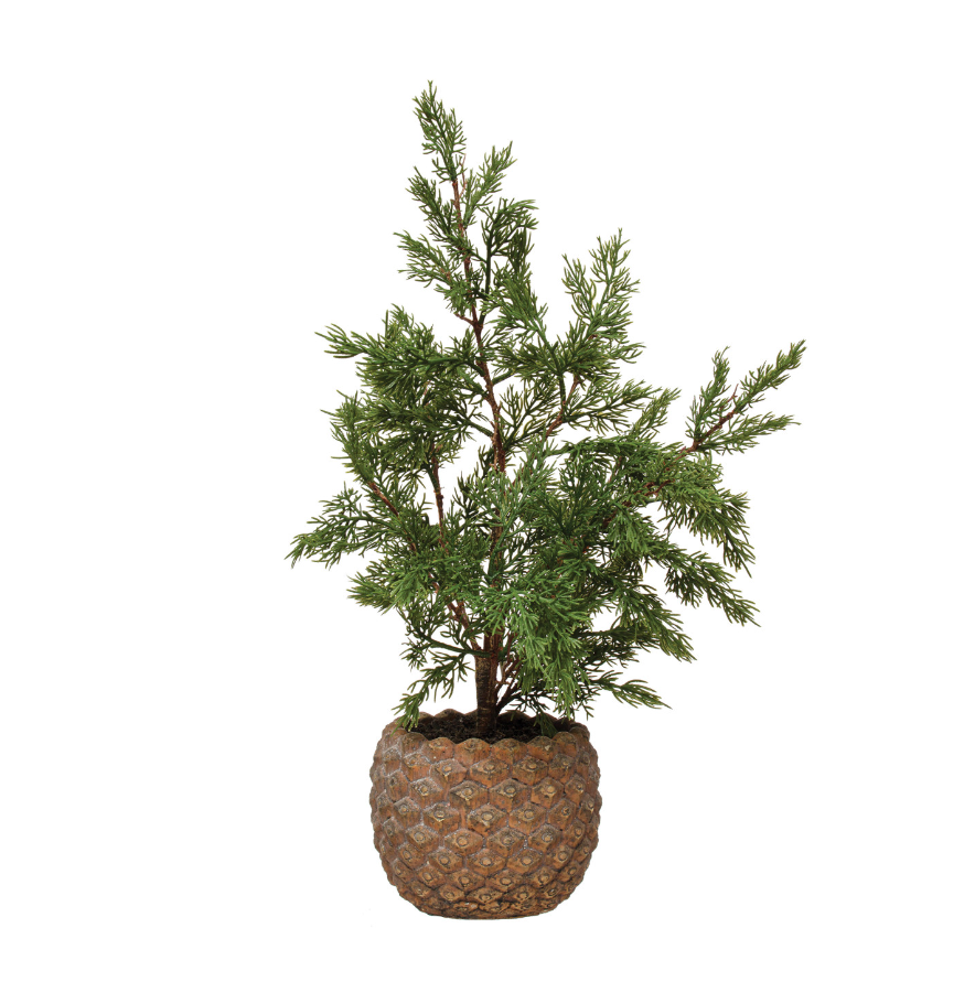 Hinoki Cypress Tree in Pinecone Shaped Cement Pot