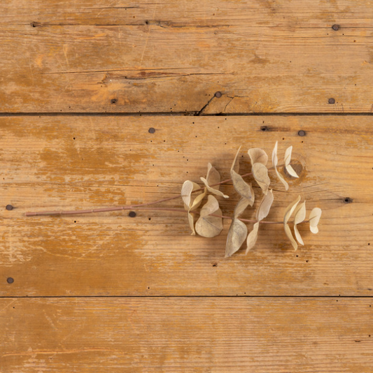 Pale Eucalyptus Spray