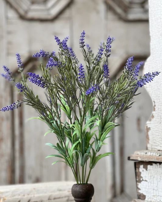 Lavender Bush