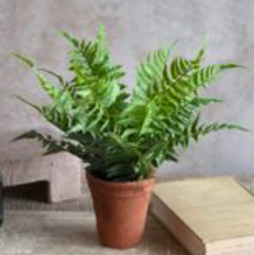 Lucy Fern in Pot