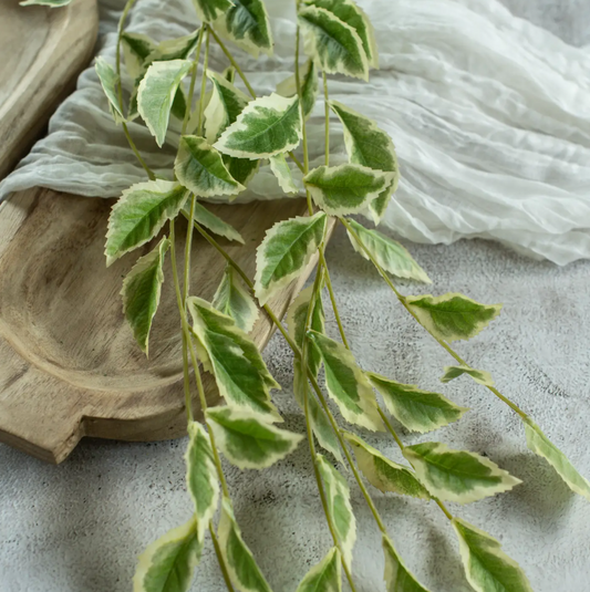 Pothos Leaf Vine