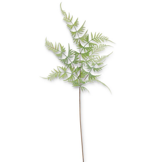 Parsley Fern Spray