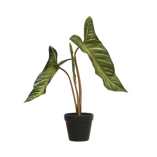 Elephant Ear Plant in Plastic Pot