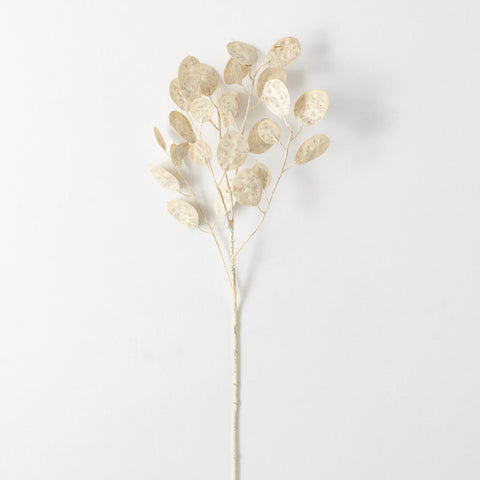 Cream Linaria Spray