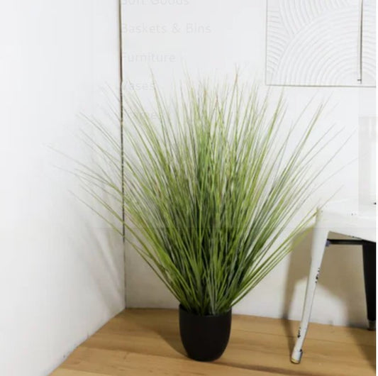 Onion Grass in Pot