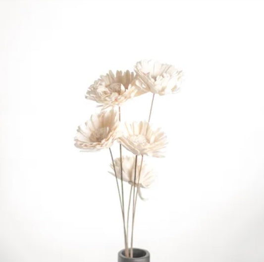 Dried White Sunflower Bundle