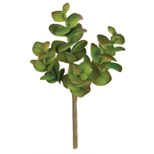 Two Tone Succulent Stem