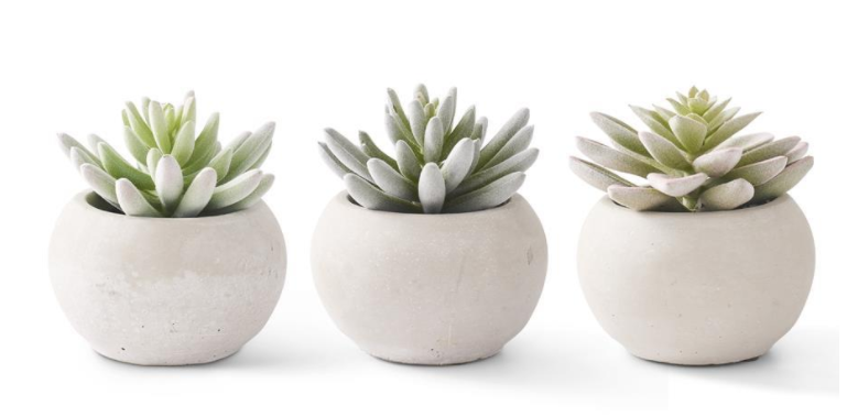 Soft Lotus Succulent in Grey Cement Pot - Style Will Vary
