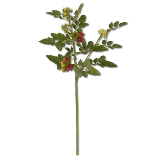 Tomato Stem with Blossoms