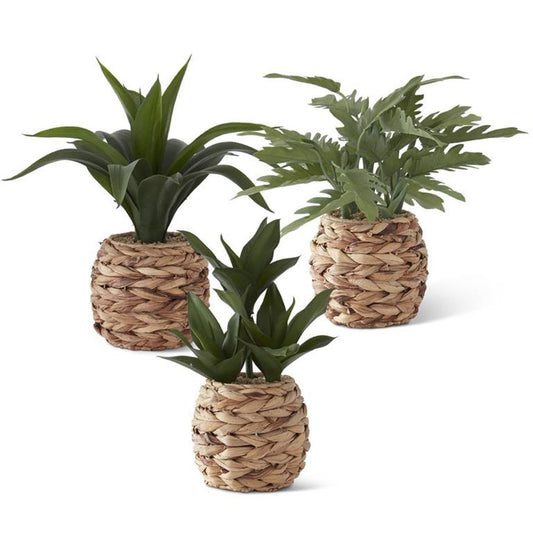Foliage in Woven Round Basket - 3 Styles