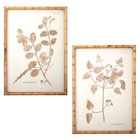 Branches and Leaves Framed Print - 2 Styles