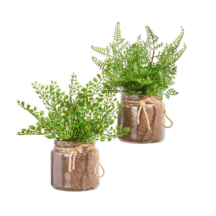 Potted Fern in Glass Jar - 2 Styles