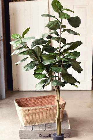 Fiddleleaf Fig Tree - 6'