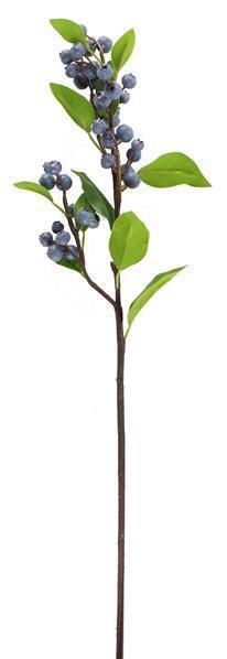 Blueberry Branch Stem
