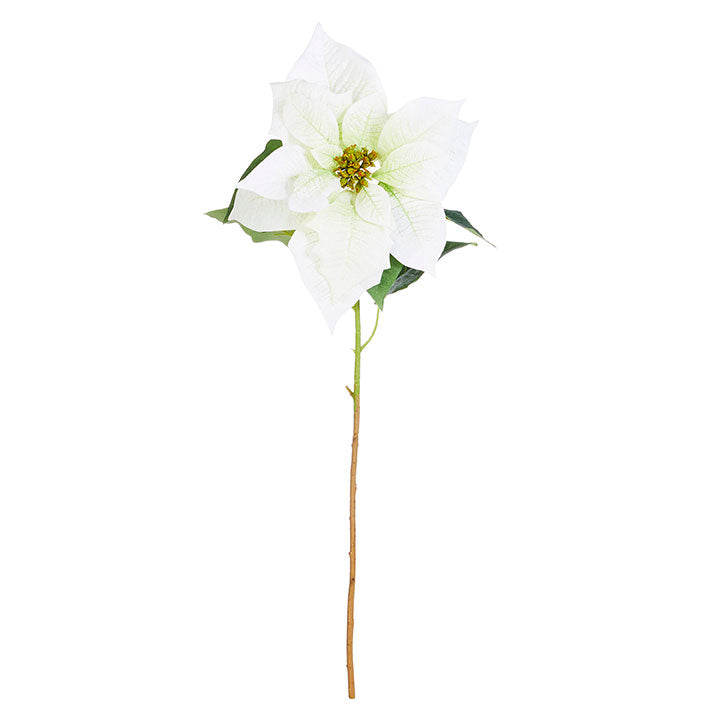 White Poinsettia Stem