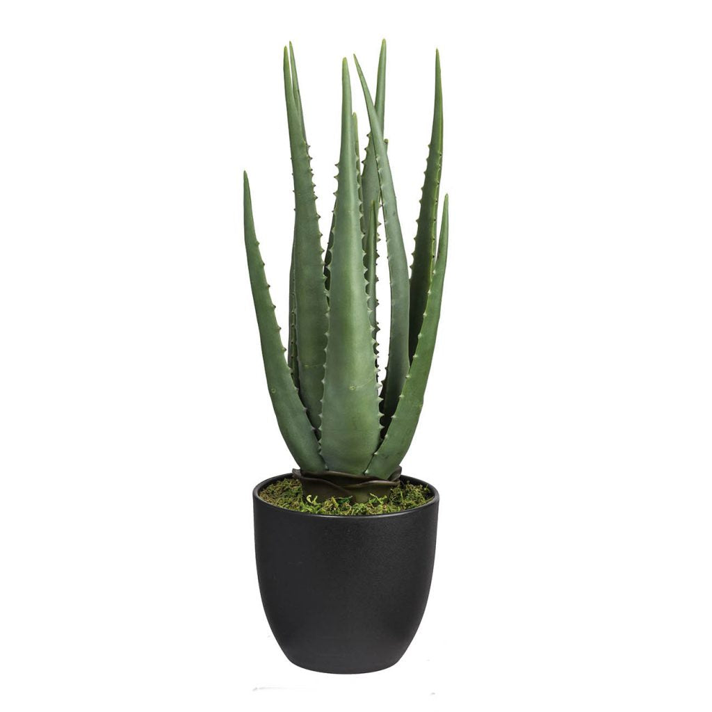 Potted Aloe