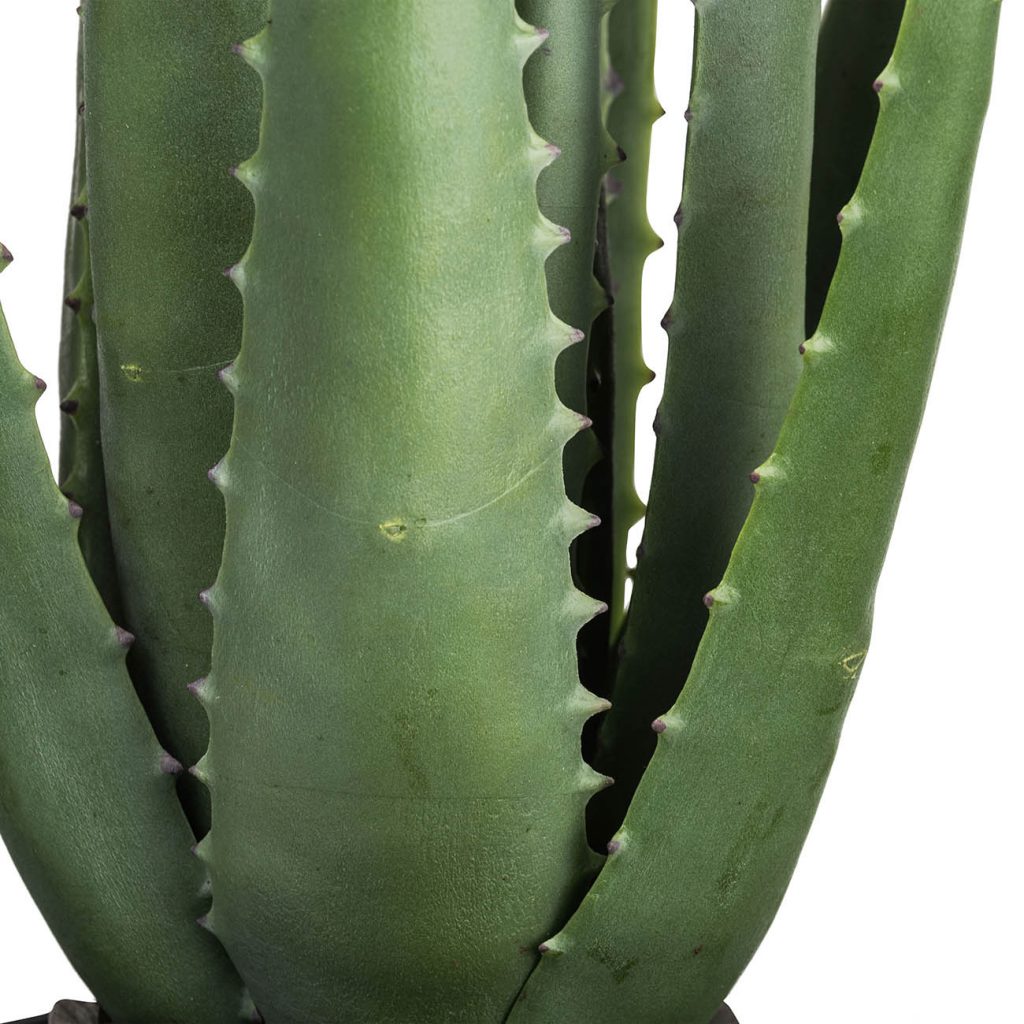 Potted Aloe