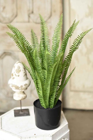 Potted Kimberly Stand Up Fern