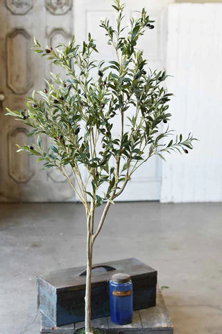 Potted Olive Tree - 6'