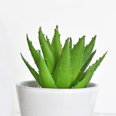 Soft Aloe Plant