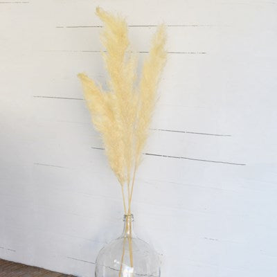 Tall White Pampas