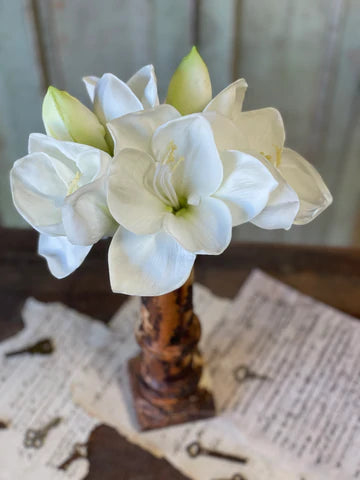 Amaryllis Bundle - Cream