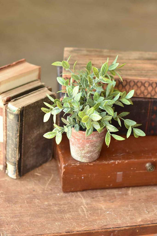 Potted Fair Morning Herb