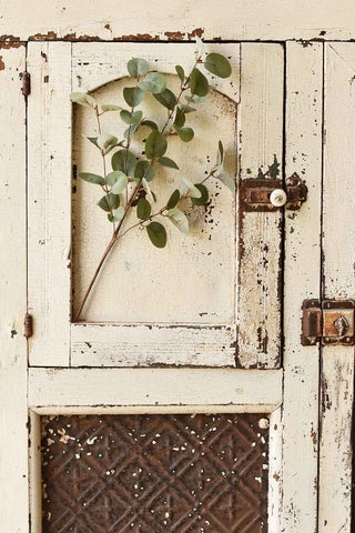 Garden Eucalyptus Pick