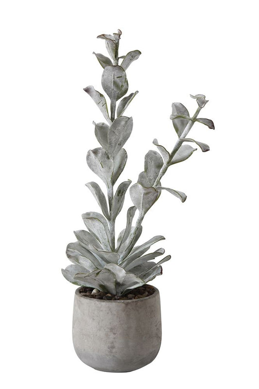 Tall Succulent in Grey Pot