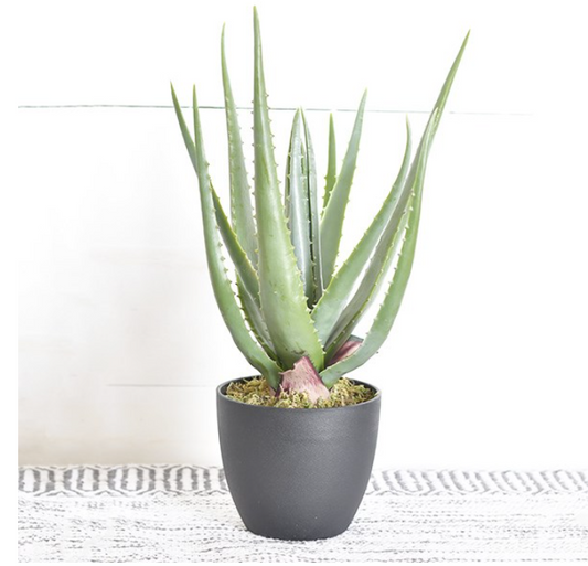 Aloe in Black Pot