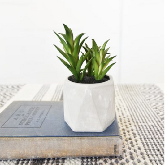 Succulent in Etched Pot