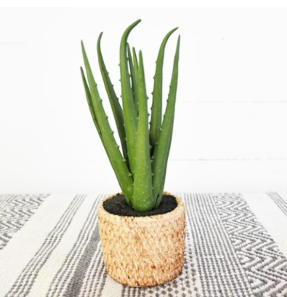 Aloe in Weave Pot
