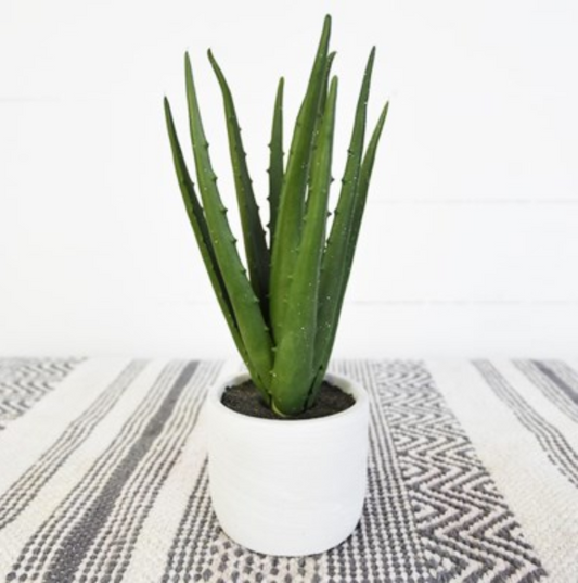 Aloe in White Pot